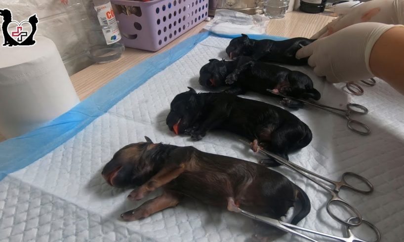 Saving 4 Cutest puppies by helping pregnant dog to give birth I Vietnam Animal Vet Clinic