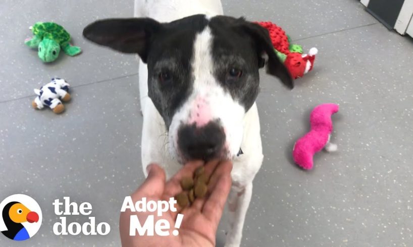 Senior Dog Tied To A Pole Just Wants To Be Loved | The Dodo Adopt Me!