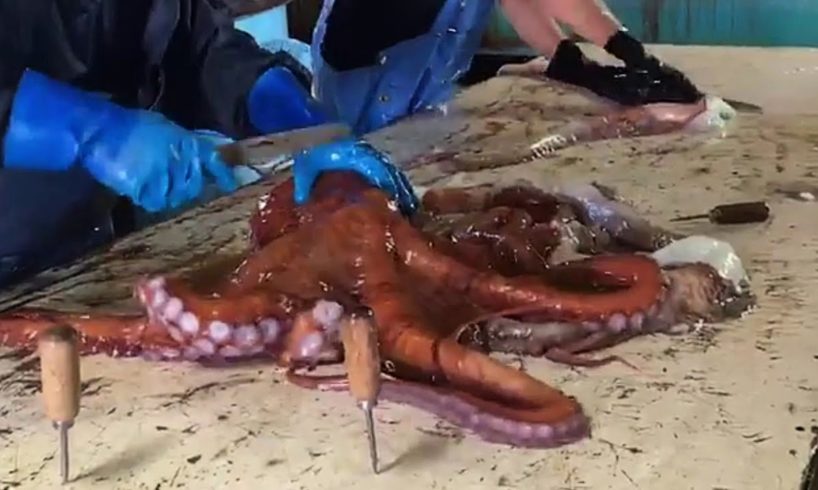 So Graphic : Cutting Live Giant Octopus japan | Fastest Octopus Processing