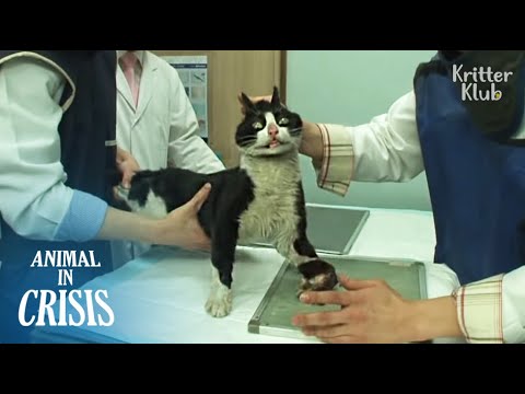 Stray Cat With A Crooked Ankle Wishes People Won't Throw Stones At Him | Animal in Crisis EP123