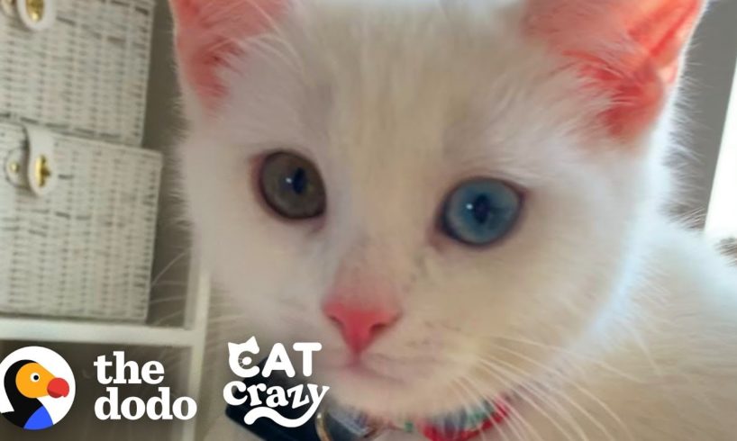 The Stages Of Getting A Second Cat  | The Dodo Cat Crazy