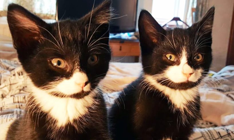 These Kitten Were Rescued, But A Few Days Later, The Rescuers Got A Surprising Call