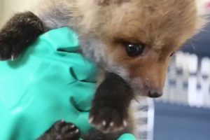 Video: Feeding time for rescued baby fox