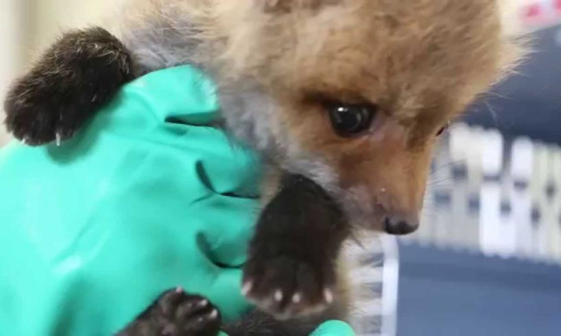 Video: Feeding time for rescued baby fox