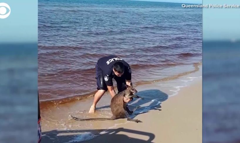 Wallaby rescued in waters off Australia beach | 10News WTSP