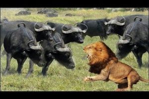 Wild Animals Fighting - Lion vs Buffalo | Amazing The Strongest Big Cat ULTIMATE FIGHT Lion Attack