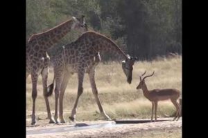 Wildlife - Fighting Giraffe while drinking water