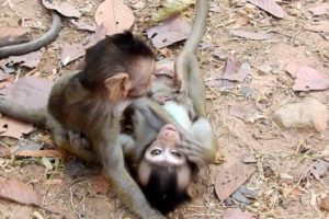 Wow Fantastic Little Baby Monkey Playing Together Like This! Very Lovely Day!