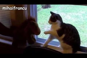 cute cats and kittens doing funny things + cute dogs , cute puppies, funny pets and crazy animals