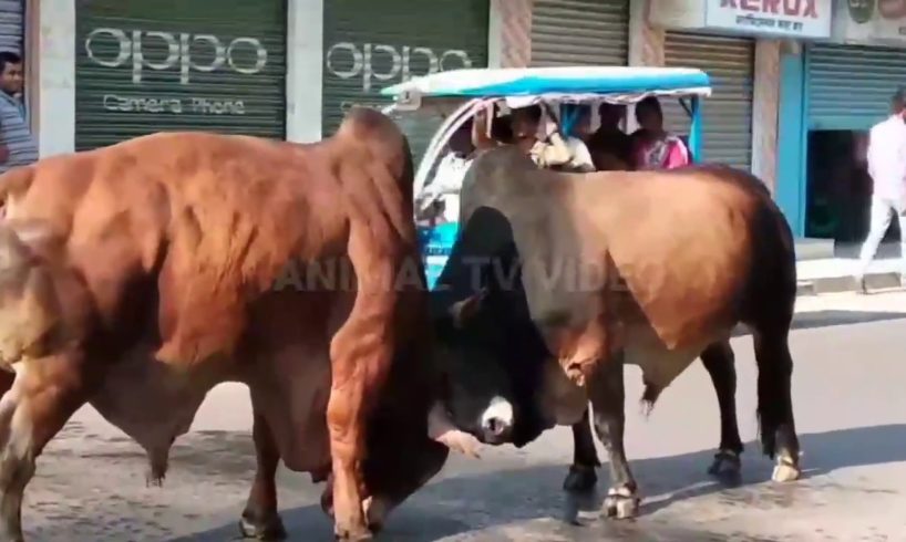 very Dangerous Bulls Fight video: Best animal fights