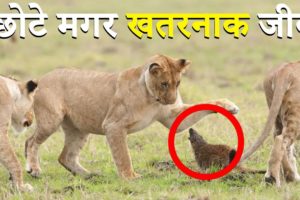 ✅छोटे मगर खतरनाक जीव  : 5 CRAZIEST Animal Fights Caught On Camera