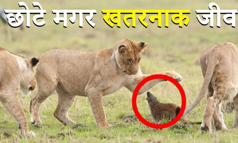 ✅छोटे मगर खतरनाक जीव  : 5 CRAZIEST Animal Fights Caught On Camera