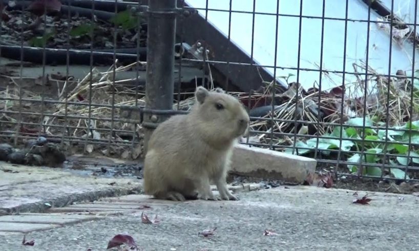 カピバラの赤ちゃんが可愛い❤ #50  Cute capybara babies 【Cute animal baby videos】【こども動物自然公園】