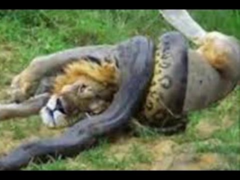 10 CRAZIEST Animal Fights Caught On Camera ١٠ معارك خطيرة بين الحيوانات لا تشاهده اذا قلبك ضعيف