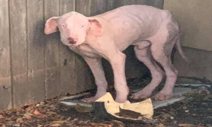 Abandoned Dog with Horrible Mange and Skin Infection Gets Rescued