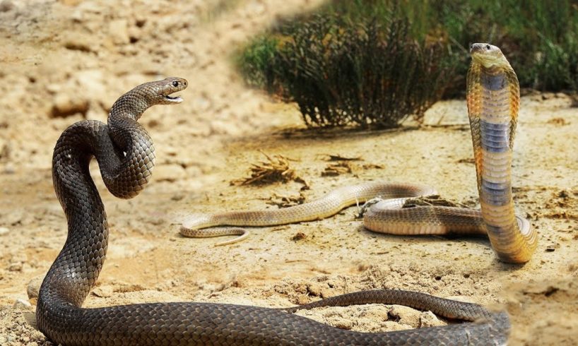 Amazing Snake FIght For Matting| King Cobra vs Cobra | Most Amazing Attack of Animals