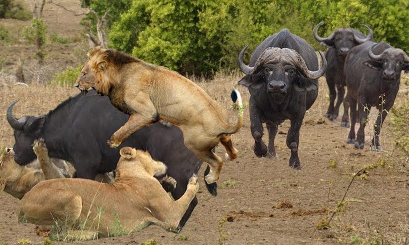 Animal Fight: Buffalos attacks Lion