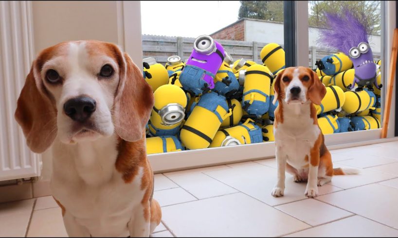 ? Best of Minions in Real Life vs Funny Dogs Louie and Marie ?