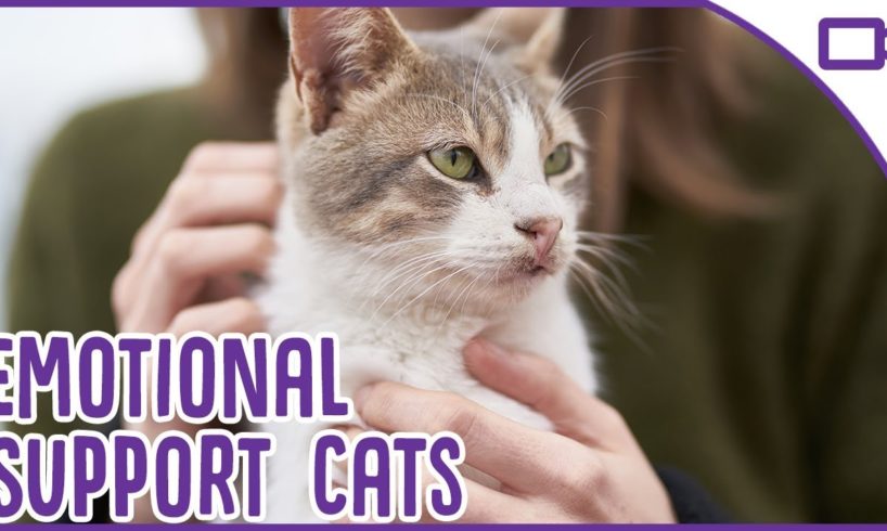 Cats as Emotional Support Animals!