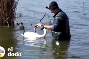 Cisne se queda cerca de su amigo mientras es rescatado | El Dodo