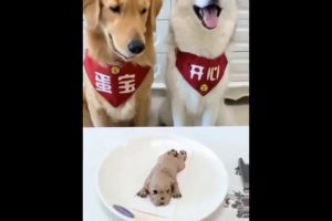 Cute Puppies Doing Funny Things/ ep 1/ Cutest Dog