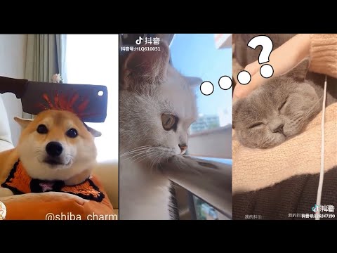 ?Cutest Baby cats ,puppies and ? funny moments Compilation #7