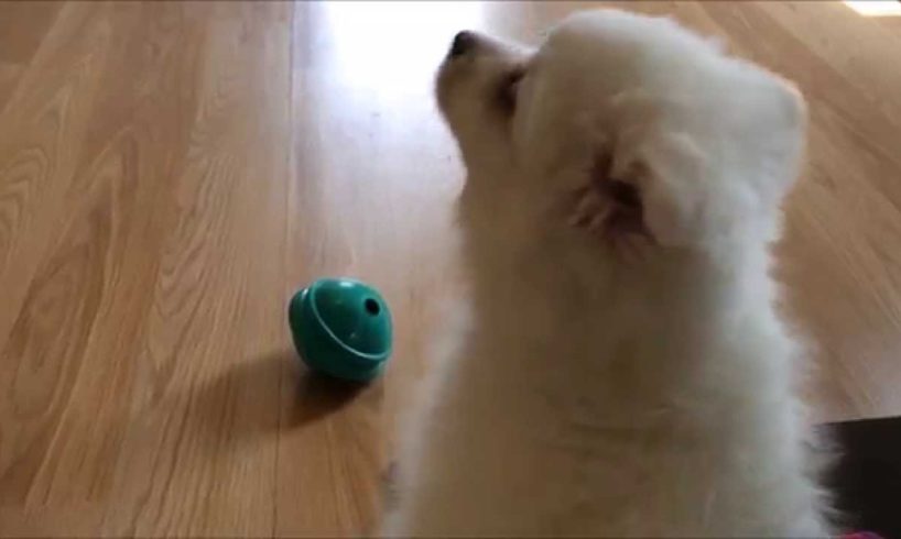 Cutest Puppy Noises! (Compilation)