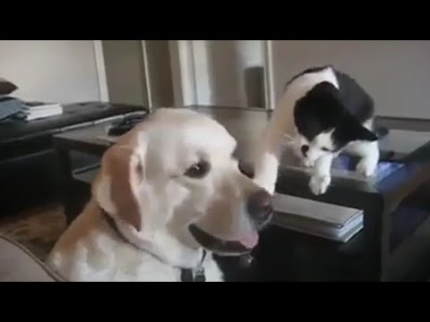 Dog ? and cat ? funny playing video 2020 | Lods Tv