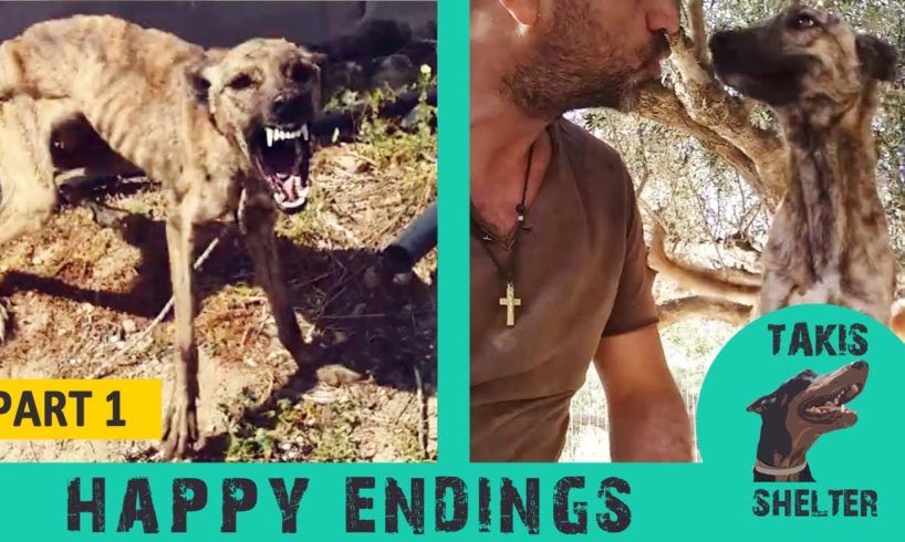 Dog rescue stories happy endings - Before and after adoption - Part 1 - Takis Shelter