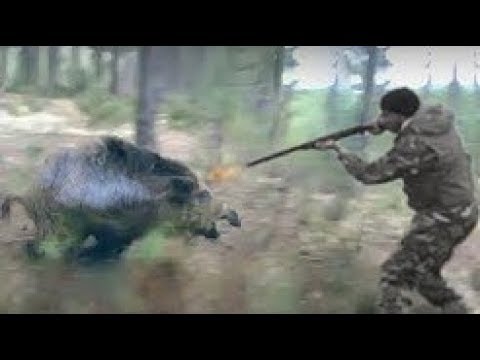 Five attacks of wild beasts on hunters during hunting