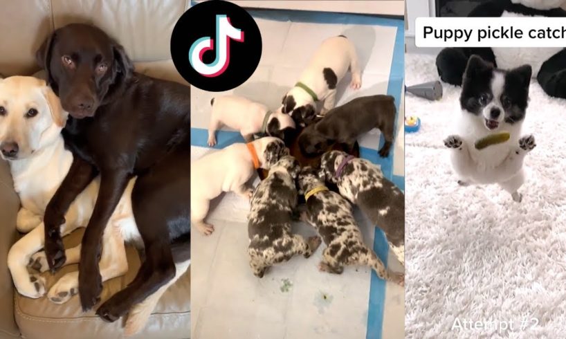 Funny Dogs Of TIKTOK Compilation ~ Nothing Cuter Than Cute Little ...