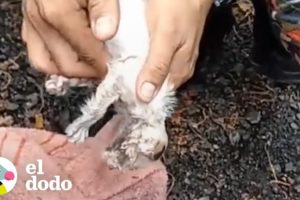 Gatito es revivido luego de un incendio | El Dodo