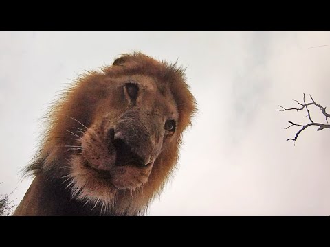 How Different Animals React to GoPros