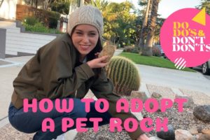 How to Adopt a Pet Rock | Do-do's & Don't-don'ts