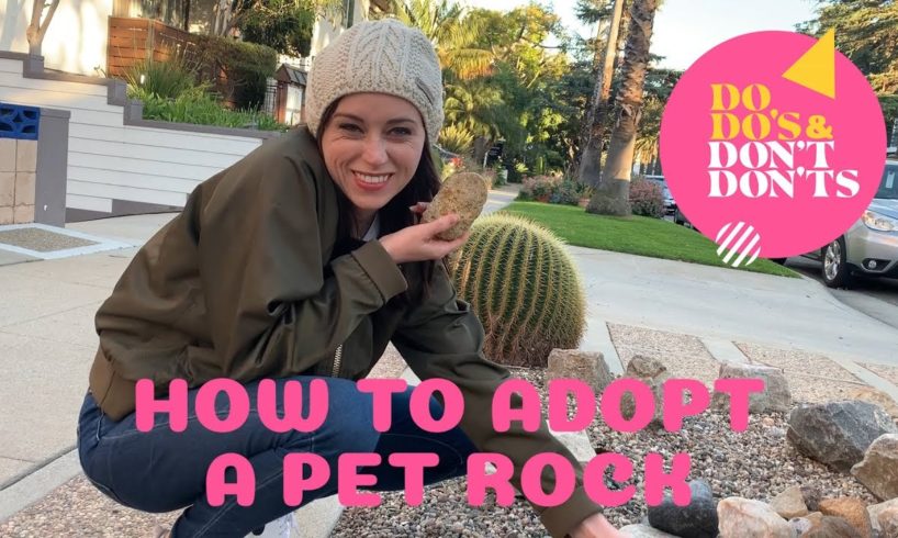 How to Adopt a Pet Rock | Do-do's & Don't-don'ts