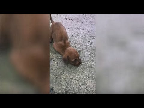 Less Than a Month Puppy Deformed Front Legs Rescued