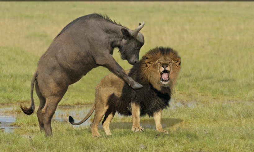 Lion vs Buffalo fighting   wildlife attacks   the most incredible animal fights