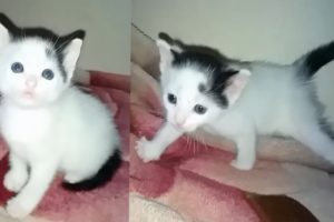 New cute kitten rescued by me