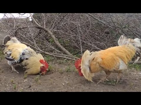 ROOSTER FIGHT | Chicken fighting | Cock Fighting | Animal Fighting | Around bd