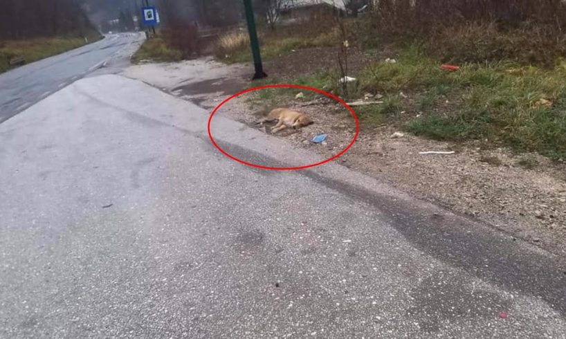 Rescue Poor Dog was Hit By Car lying in the rain by the highway under puddle water