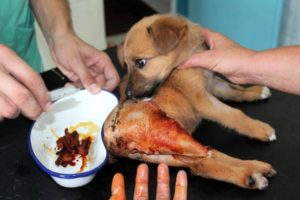 Rescue Poor Puppy was Hit by Car Broken PELVIS |  Heartbreaking