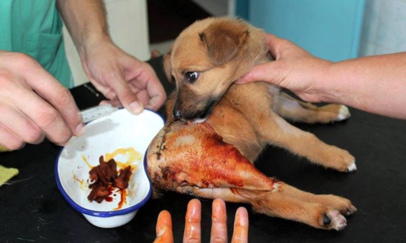 Rescue Poor Puppy was Hit by Car Broken PELVIS |  Heartbreaking