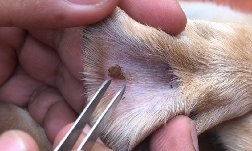 Rescued Dog Big Tick On Paw Trying To Remove Tick From Them