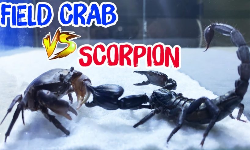 Scorpion vs  Field Crab_ Mortal Battle | Animal Fight ▎Trận đấu sinh tử giữa Bọ cạp đen và Cua đồng