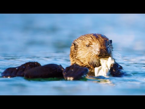 Sea Otters Playing with Plastic | First Year on Earth | BBC Earth