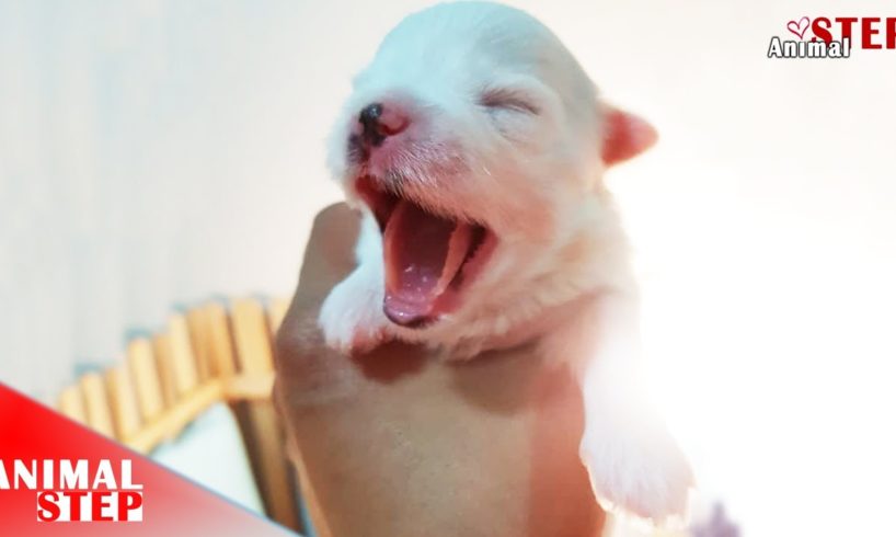 Sick Mother Dog Gives Birth to the World Cutest Puppy and they are now so Sweet…