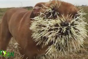 Small Animal Smart Attack Big Lion, Leopard Compilation, When Animals Fight Back Nature Wildlife