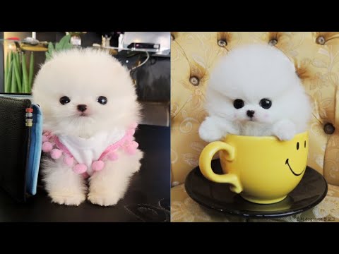 So Cute Puppies  - Funny and Cute animals Videos Compilation #2 - Create 1 Billion Channel