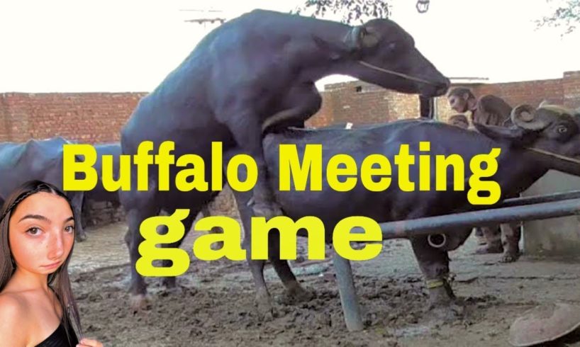 Super Murrah buffalo play game try in Village