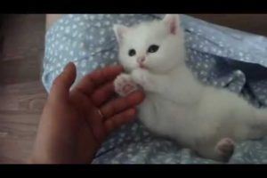 Super cute kitten